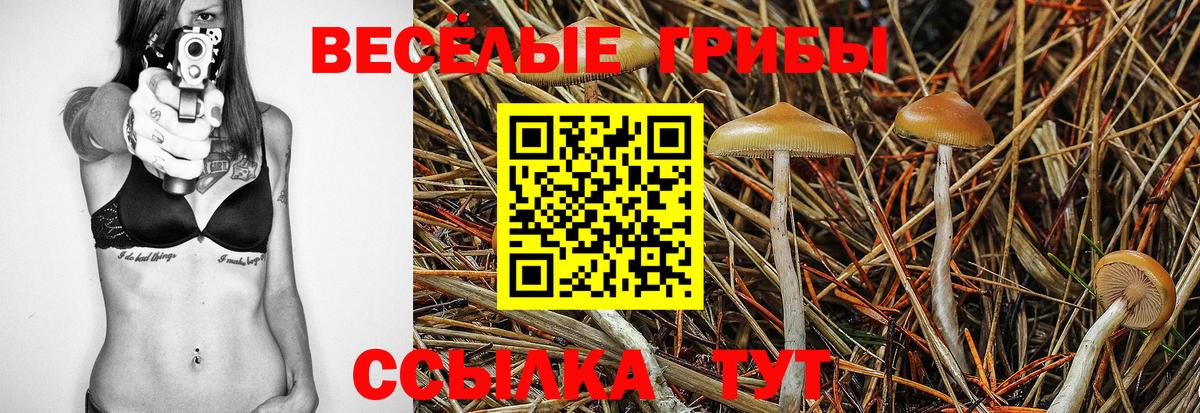 Чернушка  Псилоцибиновые грибы GOLDEN TEACHER  Вход с VPN  Псилоцибиновые грибы Magic Shrooms 